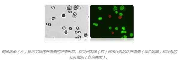荧光活力细胞计